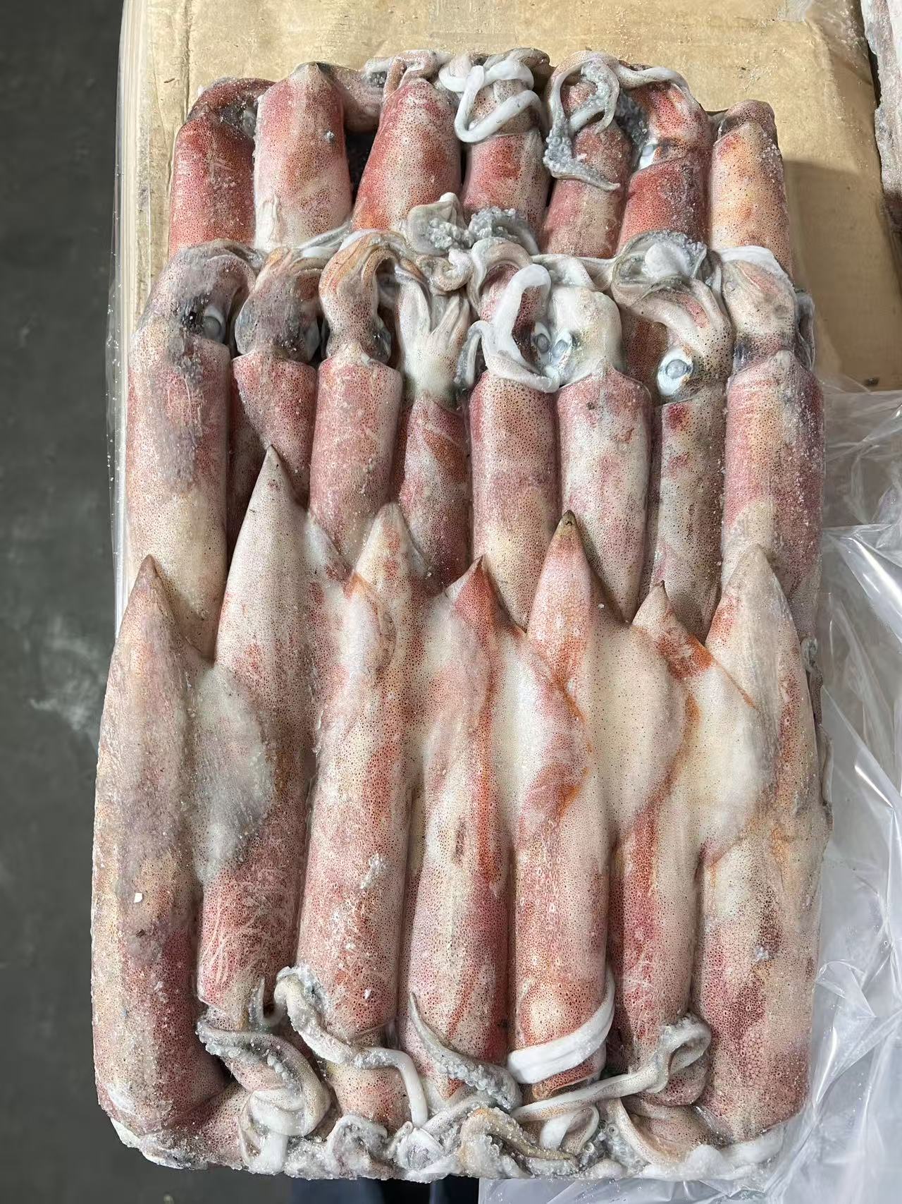 印尼船冻鱿鱼