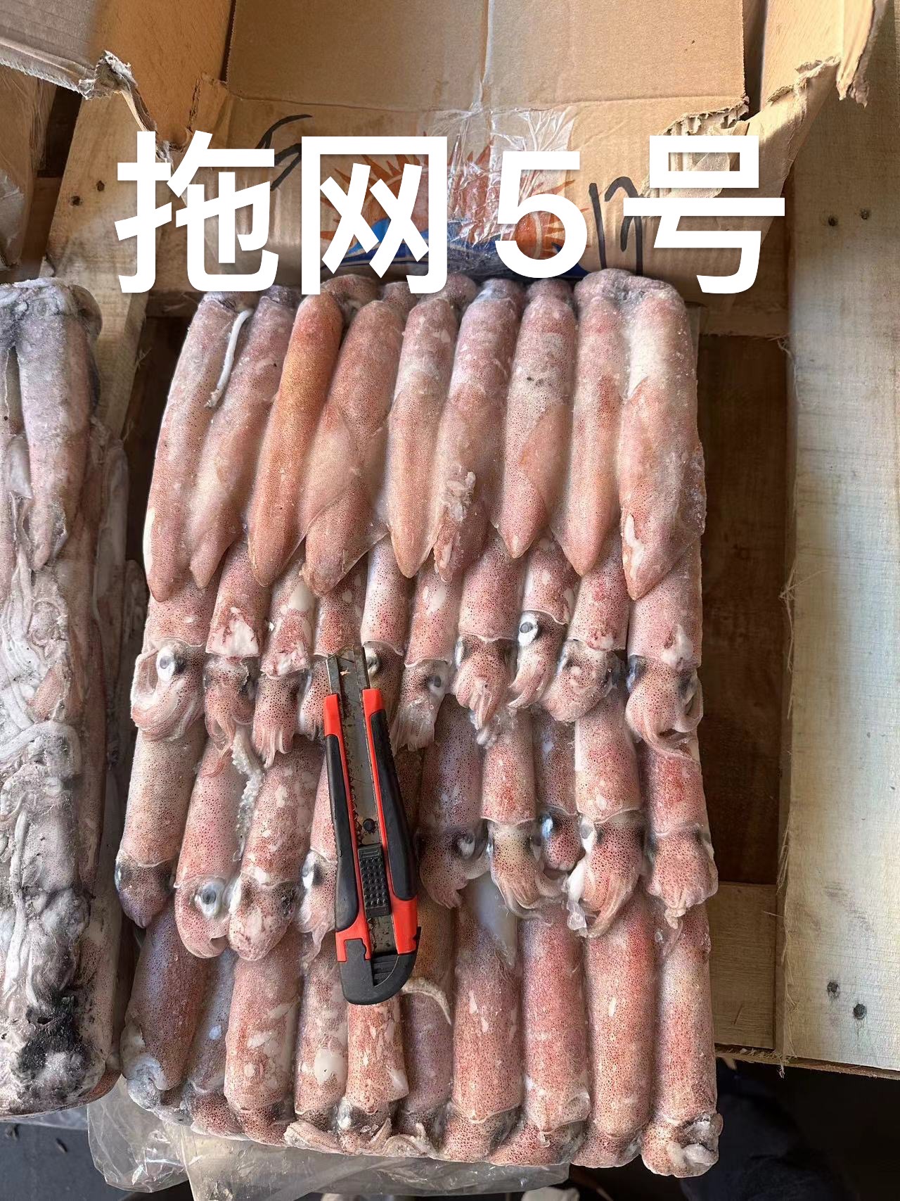 拖网鱿鱼