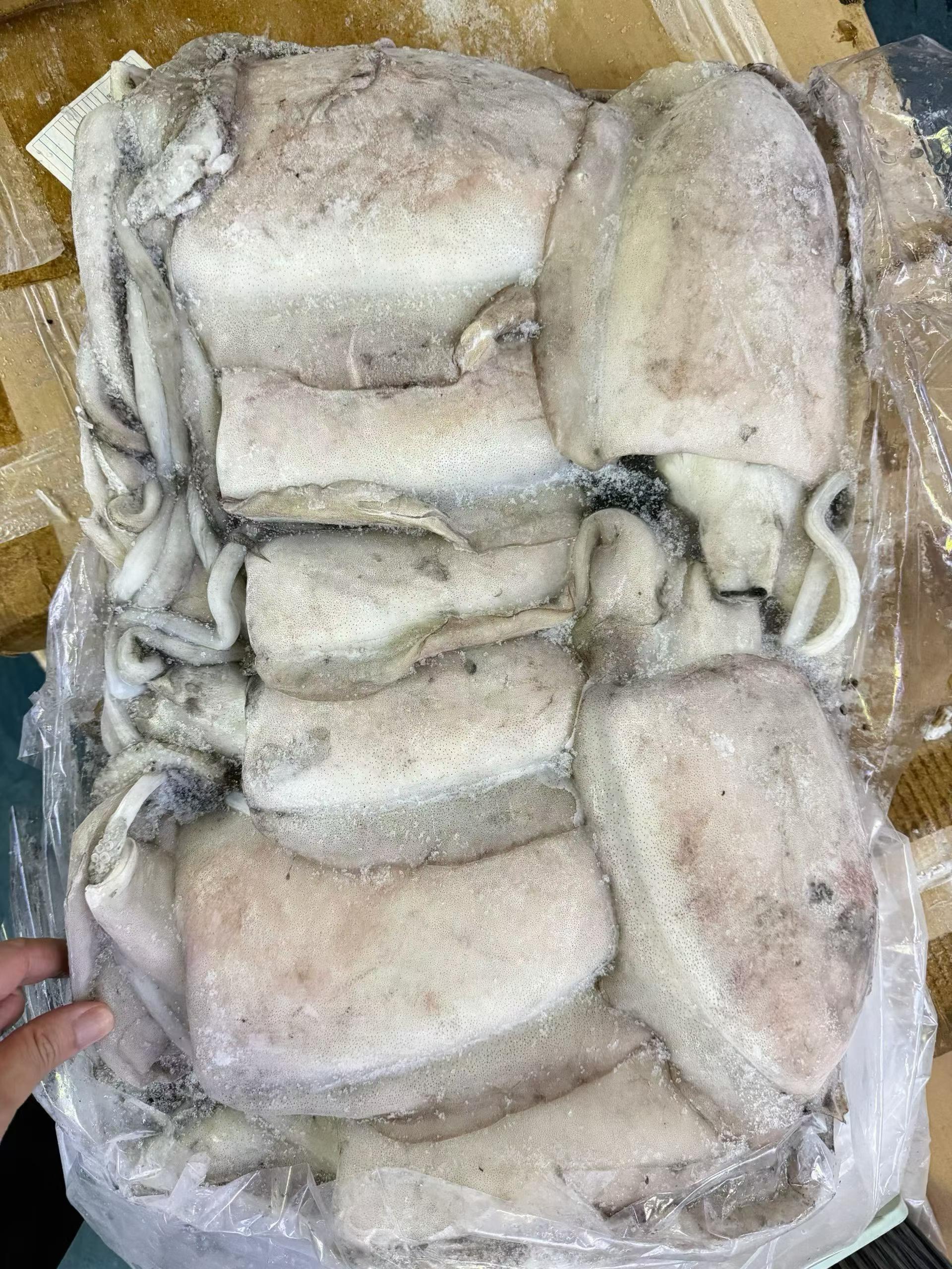 墨鱼