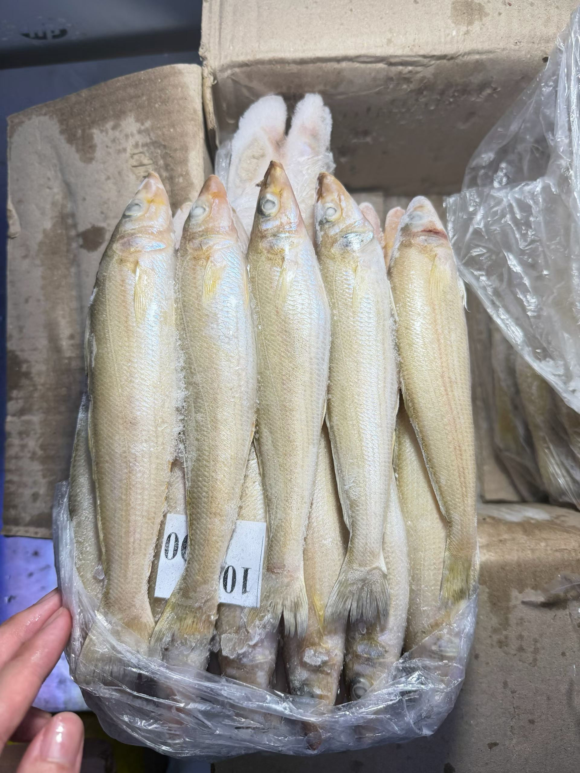 特大沙尖鱼
